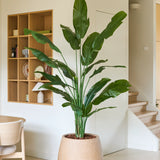 Een kunstplant Strelitzia Nicolai Deluxe van 210 cm met lange groene bladeren staat naast een houten stoel in een moderne, minimalistische ruimte met witte muren, houten planken en een trap op de achtergrond. Deze tropische kunstplant geeft de eigentijdse ruimte een vleugje natuurlijke elegantie.