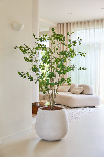 De Kunstplant Ficus van 180 cm, met zijn weelderige groene bladeren, staat trots op een lichte vloer in een moderne, lichte woonkamer met een witte bank, een zacht vloerkleed en doorschijnende gordijnen die natuurlijk licht binnenlaten.