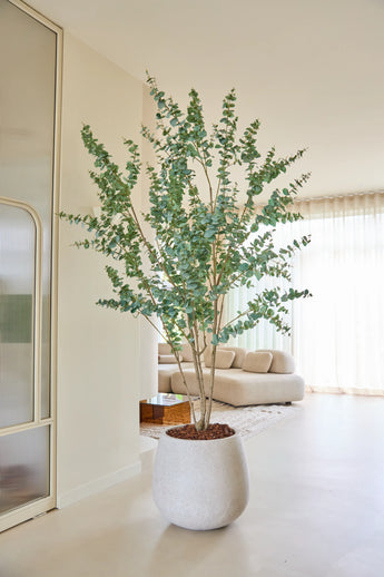 In een lichte, moderne woonkamer met witte muren, vitrages en een crèmekleurige bank staat een kunstplant Eucalyptus van 240 cm met slanke takken en groene bladeren.