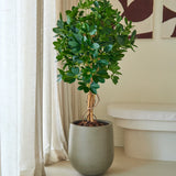 Een kunstplant Schefflera van 120 cm met glanzend groene bladeren staat op de vloer naast doorschijnende beige gordijnen en een witte bank in een moderne, minimalistische kamer, en zorgt met zijn elegante sierpotten voor een vleugje frisheid.