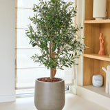 Een kamerplant in een pot met groene bladeren staat op een lichte vloer bij een raam. Op de achtergrond staan houten planken met decoratieve voorwerpen, en een Kunst Olijfplant 120 cm UV voegt een vleugje ongedwongen groen toe aan het tafereel.