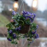De Kunstbegonia paars in mand UV 70cm is een hanging basket met levendige paarse kunstbegonia's met groene bladeren, perfect voor buiten. Het arrangement voegt kleur en charme toe onder warme gloeilampen.