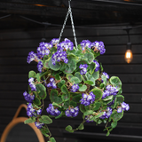 De Kunstbegonia paars in mand UV 70cm hangt aan een ketting en toont weelderige groene bladeren en levendige paarse en witte bloemen. Daarachter maken een donkere houten wand en een gloeiende lamp het tafereel compleet.