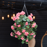 De Kunstbegonia roze in mand UV 70cm, met weelderige groene bladeren en roze bloemen, hangt aan een ketting. Warme strijklichtjes en een ronde spiegel accentueren de donkere houten achtergrond.