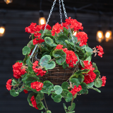De Kunstbegonia Rood in Mand UV 70cm heeft levendige rode kunstbegonia's en weelderige groene bladeren in een hangende mand met kettingen, perfect om kleur toe te voegen aan je ruimte. Warme strijklichtjes verlichten zachtjes de onscherpe achtergrond.