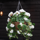 De Kunst begonia Wit in Mand UV 70cm, met weelderige groene bladeren en witte bloemen, hangt aan een metalen ketting voor een donkere houten muur met een gloeiende lamp op de achtergrond.