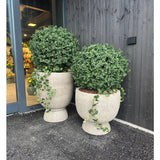 Twee Kunst Buxus op stam UV d60 cm plantenbakken met ronde buxusstruiken staan buiten een gebouw met donkerhouten gevelbekleding bij een glazen deur.