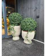 Twee Kunst Buxus op stam d60 cm topiary plantenbakken met netjes gesnoeid groen gebladerte zijn geplaatst buiten een gebouw met donkere houten muren en glazen deuren.