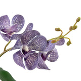 Een close-up van de Kunst Ascocenda 50 cm paars orchidee toont paarse bloemblaadjes met witte spikkels, meerdere bloesems en groene knoppen op een slanke stengel tegen een witte achtergrond.