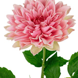 Een close-up van de Kunst Georgine Real Touch Roze 70cm toont de roze dahlia bloemblaadjes in lagen met groene bladeren op een steel, tegen een witte achtergrond.