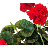 Close-up van een Kunst Geranium 40 cm rood met levendige rode, gegolfde bloemblaadjes en weelderige groene, ronde bladeren tegen een witte achtergrond.
