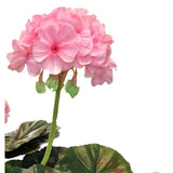 Een close-up van de Kunst Geranium 40 cm roze, met levensechte roze bloemtrossen en groene bladeren tegen een witte achtergrond, wat de realistische schoonheid van deze kunstplant benadrukt.