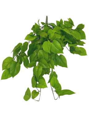 Kunst Pothos Struik Deluxe 90cm