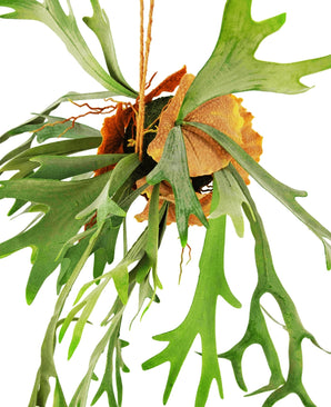 Kunst hangplant Staghorn op bal 89 cm