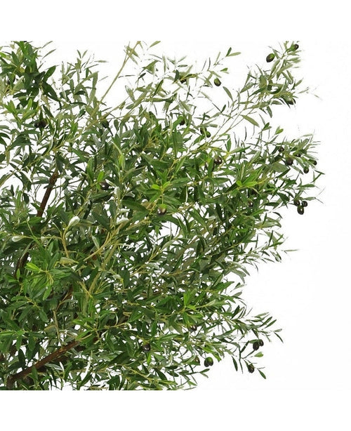 De Kunst olijfboom 270 cm met olijven heeft smalle groene bladeren en donkere olijven, waardoor het de perfecte kunstplant is om een elegante olijfboom binnen look in je ruimte te brengen.