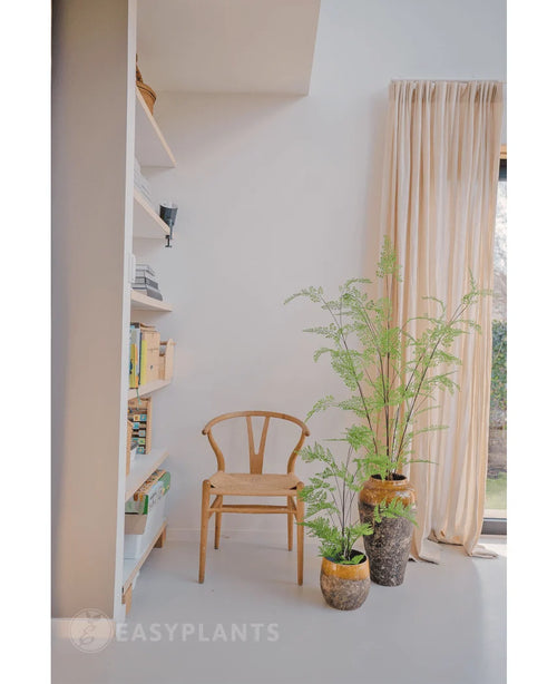 Een minimalistische kamer met een houten stoel naast de Kunst varen plant 85 cm en twee kamerplanten in pot, een hoog raam met beige gordijnen en een witte boekenplank met boeken en decor. Zacht natuurlijk licht vult de ruimte.