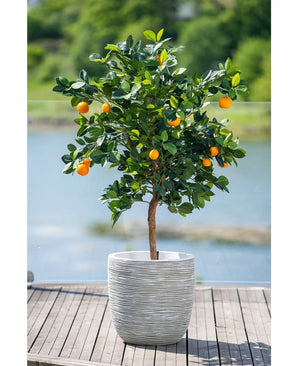 Een Kunst-sinaasappelboom van 120 cm met rijpe vruchten staat in een witte pot met reliëf op een houten terras, met uitzicht op een wazig waterpartij en een groen landschap buiten.