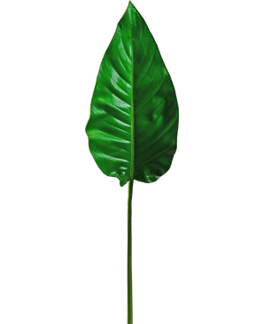 Kunstblad Alocasia 76cm