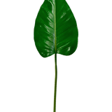 De Kunstblad Alocasia 78cm heeft één groot, glanzend groen blad met een puntige top en prominente nerven op een lange, slanke steel, tegen een effen witte achtergrond.