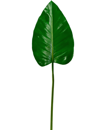 Kunstblad Alocasia 78cm