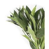 Het Kunstblad Laurier 50 cm groen heeft frisgroene bladeren op takken tegen een witte achtergrond, waardoor het perfect is om de elegantie van kunstbloemen toe te voegen aan elke inrichting.