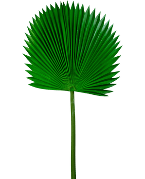 Kunstblad Washingtonia 105cm