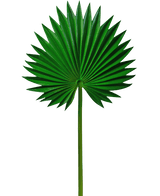 Kunstblad Washingtonia 73cm