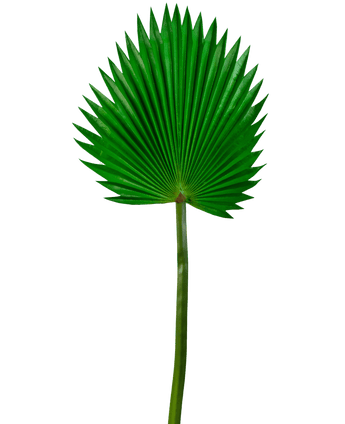 Kunstblad Washingtonia 83cm