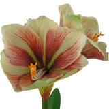 Een close-up van de Kunstbloem Amaryllis Real Touch Rood/geel 48 cm toont de levendige rode en gele bloemblaadjes, levensechte textuur en groene bladeren tegen een witte achtergrond.
