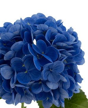 Kunstbloem Charlotte hortensia Real Touch Blauw 49 cm