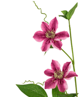 Kunstbloem Clematis dubbel 78 cm paars