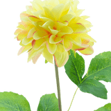 De Kunstbloem Dahlia Real Touch Champagne 73 cm heeft een levensechte champagnekleurige dahlia op een lange groene steel met grote bladeren, tegen een effen witte achtergrond.
