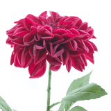 Een levensechte Kunstbloem Dahlia Real Touch Paars, 72 cm hoog, met gelaagde paarse bloemblaadjes en groene bladeren op een enkele steel, tegen een effen witte achtergrond.