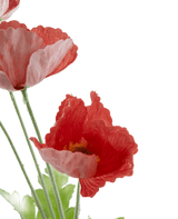 Kunstbloem Poppy Real Touch rood 60 cm