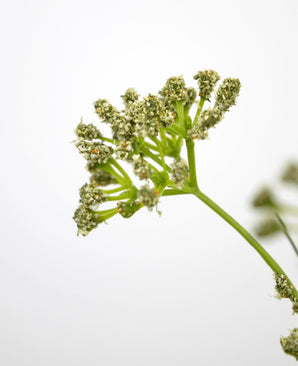 Kunstgras Prei Bloem Ui Graspot 60cm brandvertragend