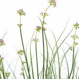 De Kunstgras Prei Bloem Uien Graspot 120cm heeft hoge, slanke groene stelen met trossen lichtroze bloemen en grasachtige bladeren. Deze kunstplant is brandvertragend en wordt geleverd in een strakke pot voor een natuurlijke uitstraling.