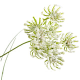 Close-up van Kunstgras wortel bloemen uiengras, 90cm brandvertragend, met delicate groene stelen en trosvormige bloemhoofdjes met een witte poederachtige look, geïsoleerd op een witte achtergrond.