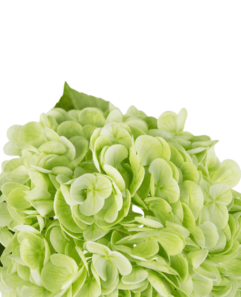 Kunsthortensia "Annabelle" Real Touch Groen 55cm