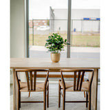 Een houten tafel met twee bijpassende stoelen staat op een rond kleed bij grote ramen. Een Kunstplant Baby Schefflera UV 45 cm siert de tafel, met uitzicht op gebouwen en een hek buiten.