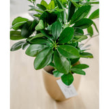 Een close-up van de Kunstplant Baby Schefflera UV 45 cm, met brede, glanzende bladeren in een beige pot met een wit etiket, uitgestald op een licht houten oppervlak.