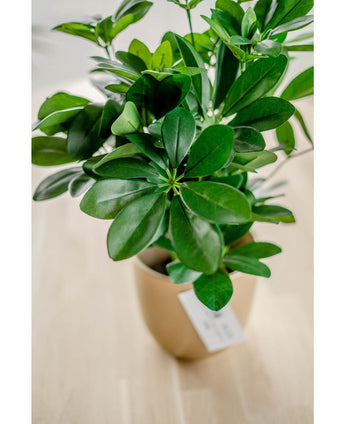 Kunstplant Baby Schefflera 45 cm met glanzende groene bladeren op een licht houten oppervlak, van bovenaf gezien en voorzien van een wit label aan de pot.