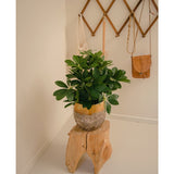 Een Kunstplant Baby Schefflera UV 45 cm zit op een rustiek houten krukje in een minimalistische kamer. Daarachter hangt een houten wandrek met twee canvas tassen en een klein bruin leren tasje.
