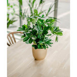 De Kunstplant Baby Schefflera UV 45 cm, met zijn brede groene bladeren, staat in een pot op een lichte houten tafel binnenshuis, badend in het natuurlijke licht van grote ramen en omringd door andere weelderige planten.