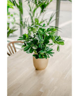 De Kunstplant Baby Schefflera 45 cm met brede groene bladeren staat in een pot op een lichte houten tafel, omringd door stoelen en andere planten bij grote ramen.