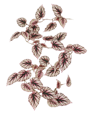 De Kunst Begonia slinger 180 cm UV heeft hartvormige bladeren met groene randen, roze en witte hartjes en donkere nerven, wat zorgt voor een opvallende, gedessineerde look. De gerangschikte tros steekt mooi af tegen een witte achtergrond.