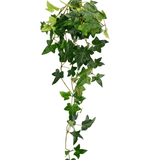 De Kunst hangplant Klimop Boston 70 cm groen heeft groene, stervormige bladeren en lange, slingerende ranken, perfect om een vleugje natuur toe te voegen tegen een witte achtergrond.
