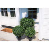 Drie Kunstplant Buxus op stam Romijnse stijl UV 65cm kunstheesters in pot staan op een veranda voor een wit huis met grote ramen en een deur met een welkomstmat.