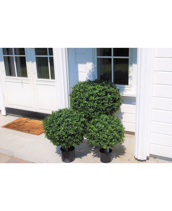 Drie Kunstplant Buxus op stam romeinse stijl 65cm kunstmatige buxusstruiken staan op een betonnen veranda voor een wit huis met dubbele deuren en een bruine deurmat. De ronde, groene planten zien er netjes gesnoeid en levendig uit.