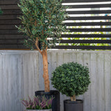 Een hoge Kunstplant Buxus op stam romeinse stijl UV 65cm staat met twee andere potplanten - een ronde struik in een zwarte pot en paarse heide in een kleine stenen pot - op een patio bij een betonnen muur en een schutting van houten latten.