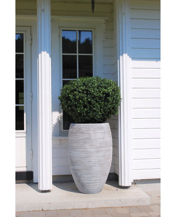 Een Kunstplant Buxus op stam romeinse stijl 95cm in een grote, ronde grijze plantenbak met structuur staat voor een wit houten huis met zuilen en een raam.